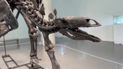 '완벽 보존' 스테고사우루스 화석, 사상 최고가 낙찰...615억 원 / YTN