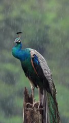 "Peacock: A Spectrum of Colors"