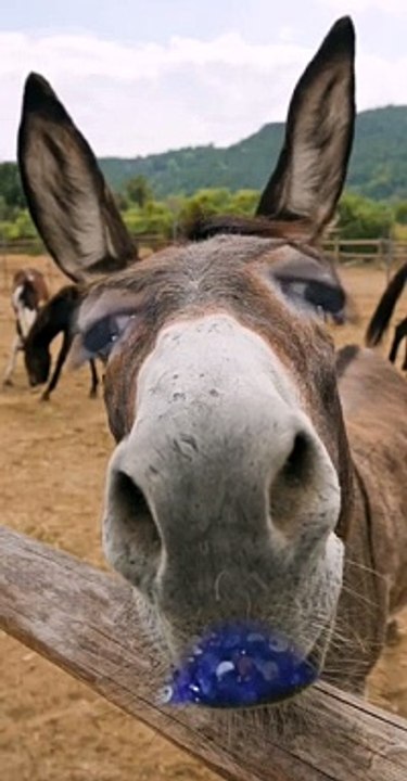 khawab me ghade (donkey) ki awaz sunana, ghade per c girna