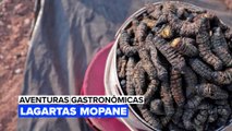 Aventuras Gastronômicas: Lagartas Mopane