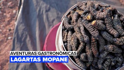 Aventuras Gastronômicas: Lagartas Mopane