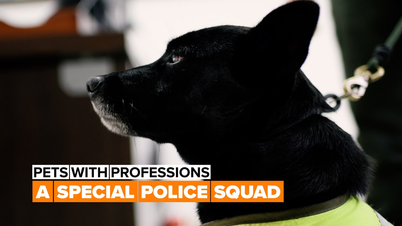 The ruff training for K9 squad