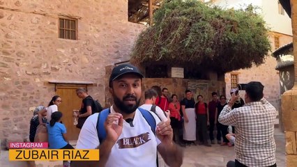Tree  where Moses AS Met Allah SWT - Burning Bush At St. Catherine Egypt