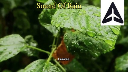Mesmerizing Rain Sounds: Leaves in Gentle Rain