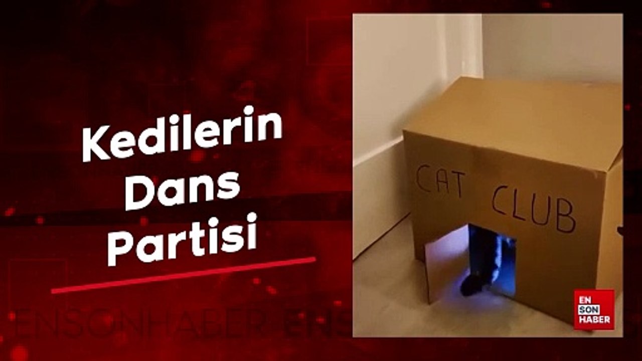 Kedilerin dans partisi