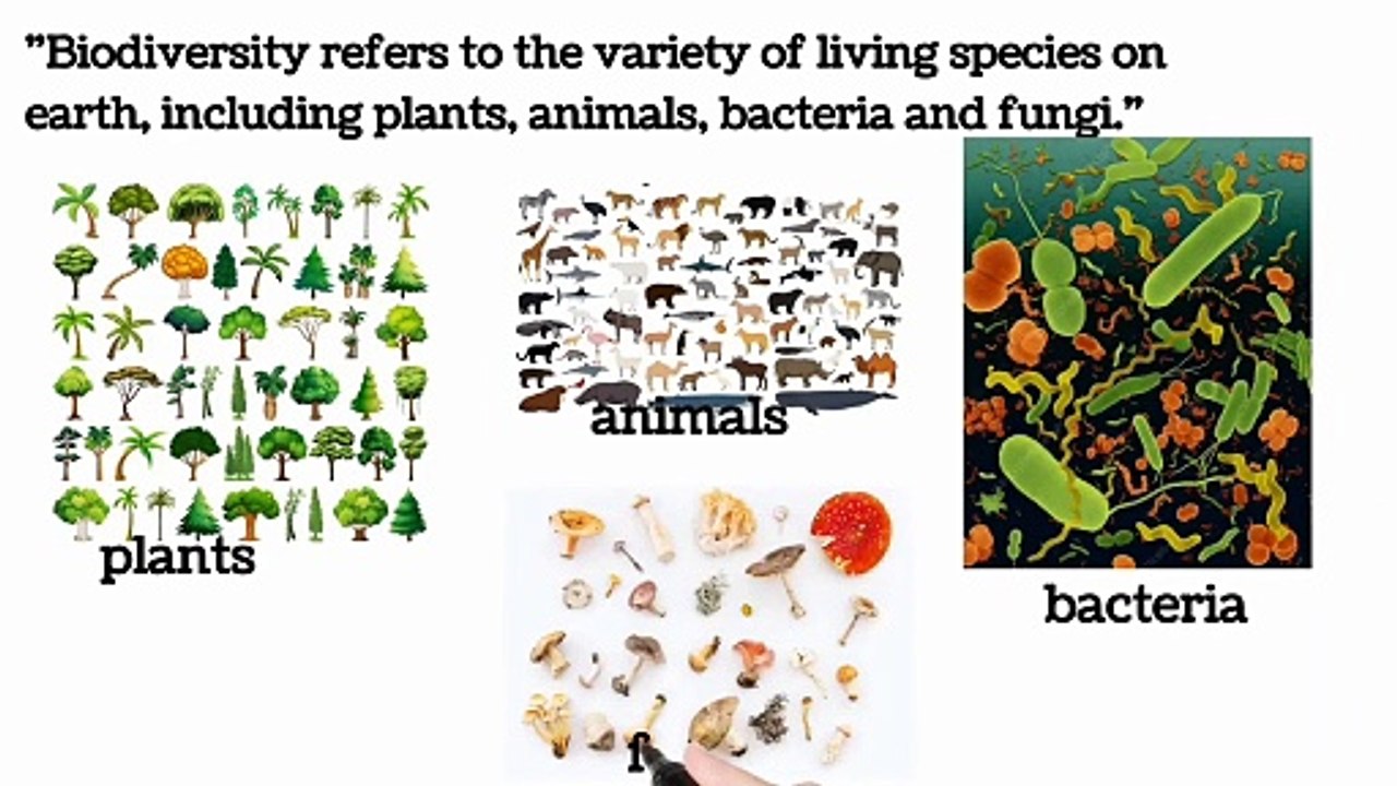 Biodiversity definition, types and it's importance 9 class biology | lec # 1 | Biodiversity | ch # 3