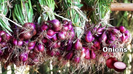 ABC Learning New Song, O is for Onion  Fun ABC Learning for Kids  Educational Vegetable Song