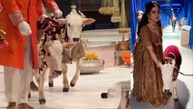 Radhika Anant Ambani Wedding: Gau Seva Ceremony क्यों हुई, Shreya Ghoshal Ridhi Sidhi Cow Video..|