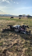 Hope After Wildfires! Evacuated Horse Finds New Friend