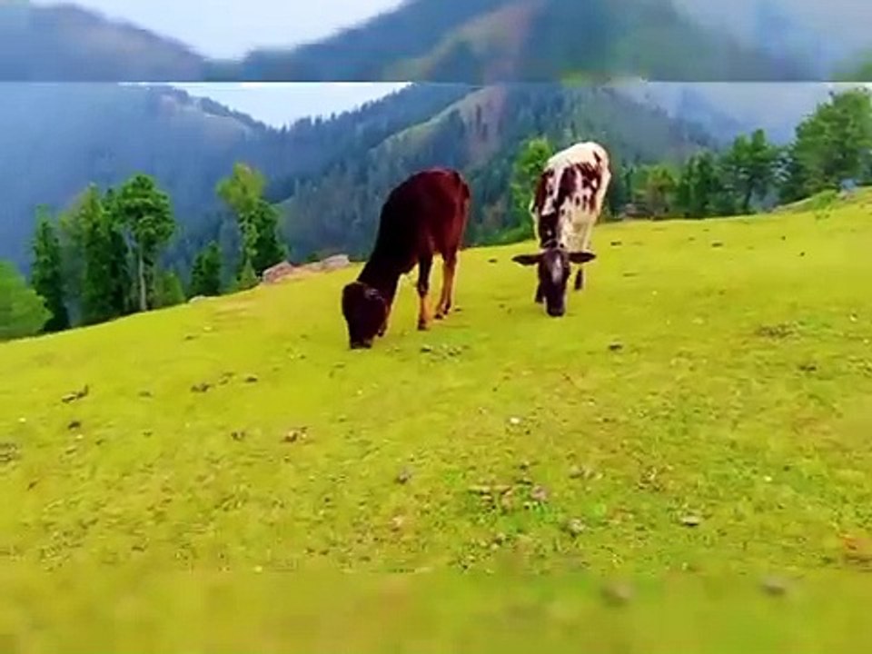 Naleem#velly#kashmir#