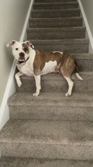 Adorable Pitbull Dog Performs Impressive Tricks