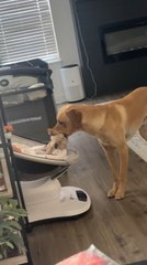 British Labrador Dog Tries to Get Infant to Play Fetch With Him