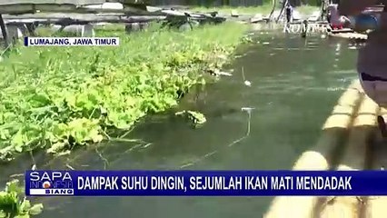 Dampak Suhu Dingin, Ribuan Ikan di Lumajang Mati Mendadak