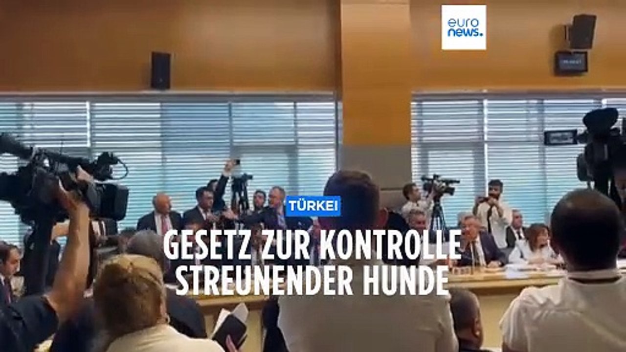 Tumulte im Parlament: Türkei will Problem streunender Hunde lösen