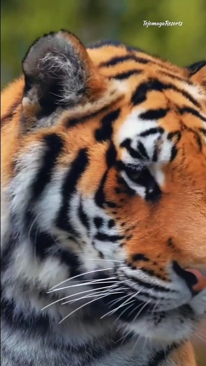 Best Jungle Resort in Jim Corbett