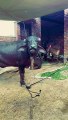 Mazdoor banna parta hai #trending #viral #usa #shortvideo #viralvideos #animals #nature