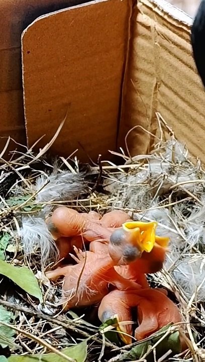 Myna bird feeding her babies