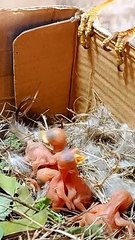 Myna bird babies