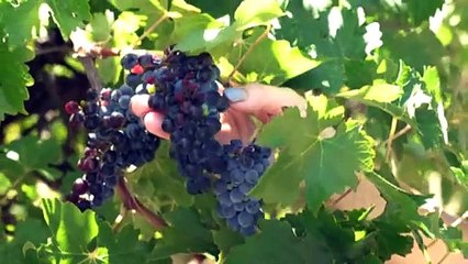 Australian Wine Holdco Ltd buys Pernod Ricard wines