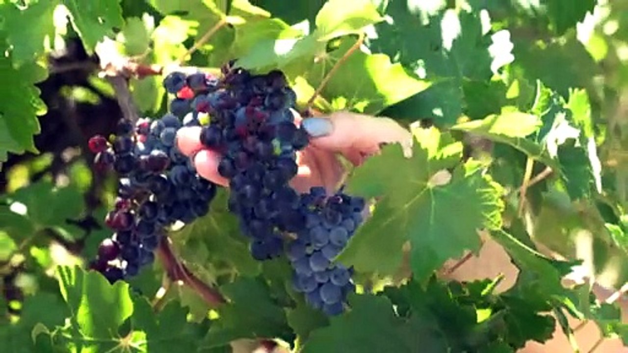 Australian Wine Holdco Ltd buys Pernod Ricard wines