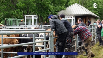 Reportage - Des colliers GPS pour les vaches ! - Reportages - TéléGrenoble