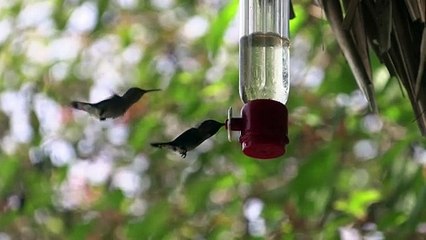Menor pássaro do mundo tem uma casa com jardim em Cuba