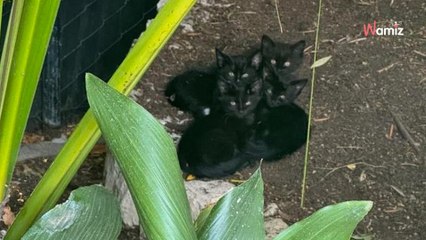 Halle Berry : elle annonce avoir adopté deux chatons trouvés dans son jardin