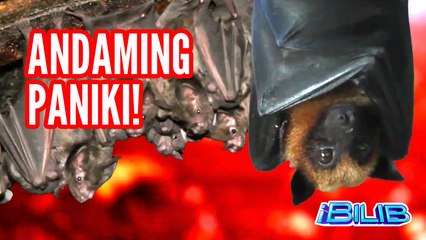 iBilib: Ilan ang SPECIES ng PANIKI sa mundo? (YouLOL Exclusives)
