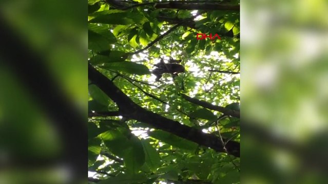 Ağaca tırmanan yavru ayıları kayda alıp, ‘meyvelere zarar verme’ dedi