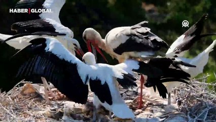 Leylekler vadisinde göç mevsimi hazırlıkları