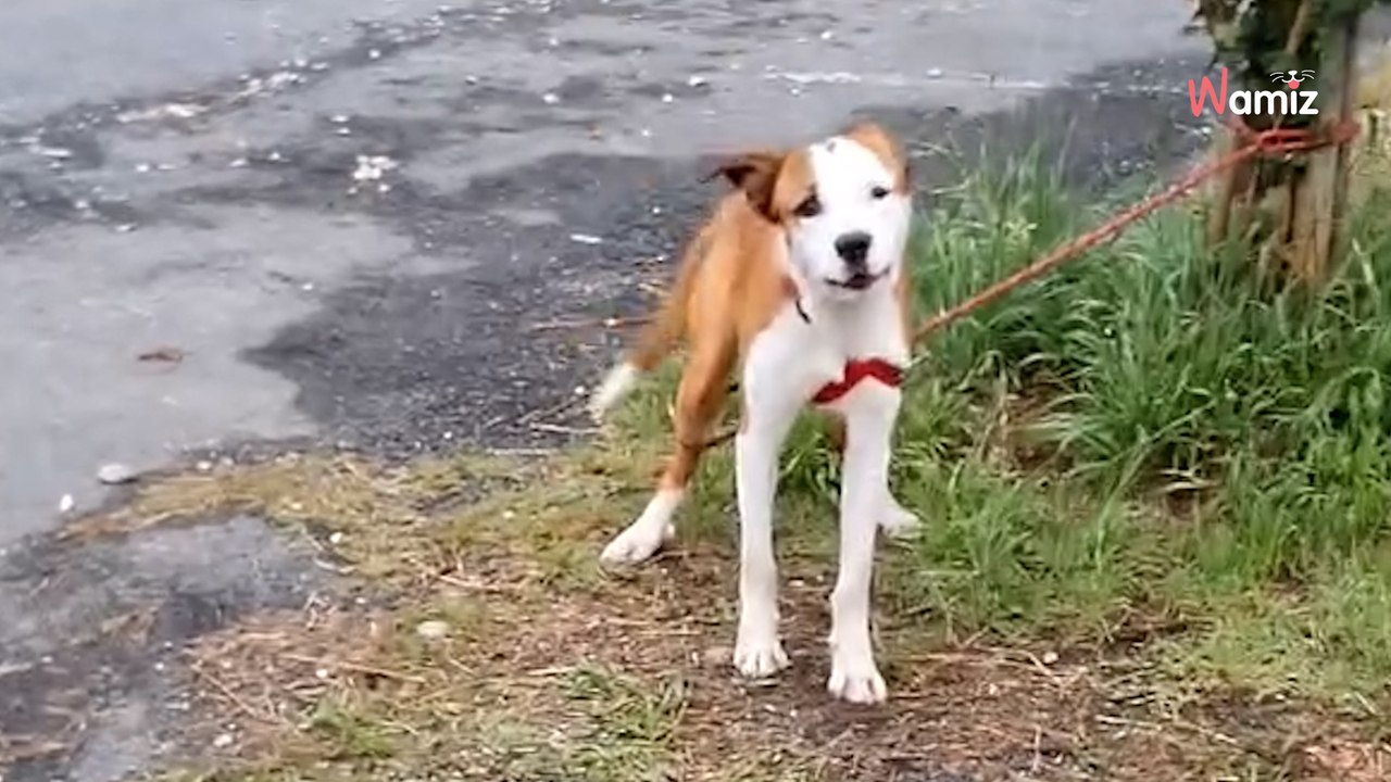 « Voilà comment a commencé la journée » : un employé de refuge fait une triste découverte au petit matin (vidéo)