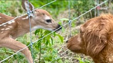Golden Retriever sieht ein Rehkitz: Dann nimmt das Märchen seinen Lauf (Video)