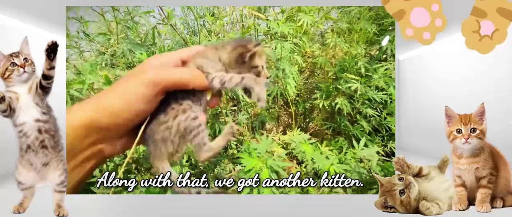 Street kittens calling mother meowing but ? Kittens rescue