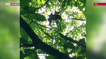 Rize'de köye inen ayı yavruları görüntülendi