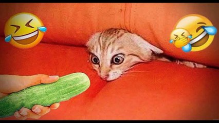 Funniest Cats And Dogs   New Cutest Animals video part -11