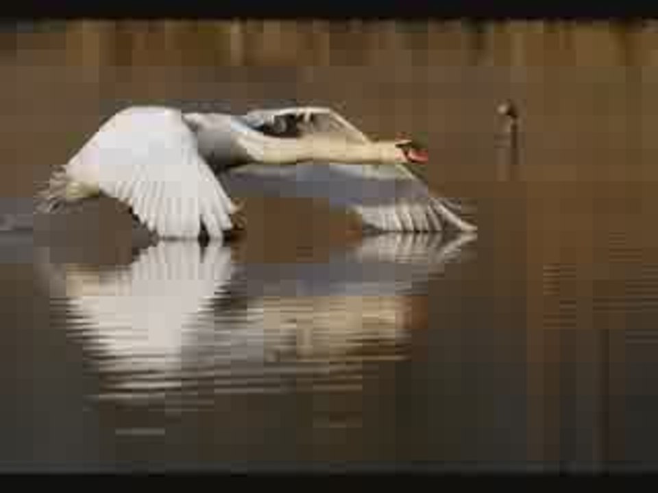 Ibrahim Sadri - Adam Gibi