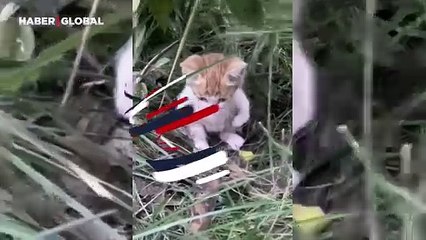 Yavru kediden çevresine sevimli bir güç gösterisi: "Güçlü görünmem lazım yoksa ham yaparlar beni"