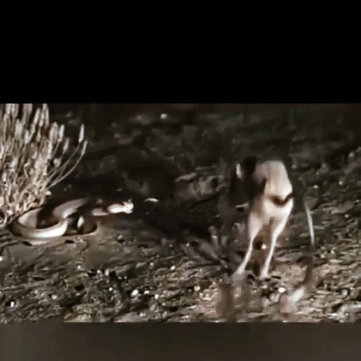 Nice video