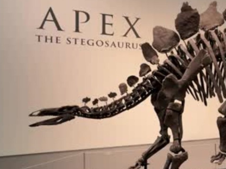 Auktionshaus versteigert Stegosaurus-Skelett für Rekordsumme