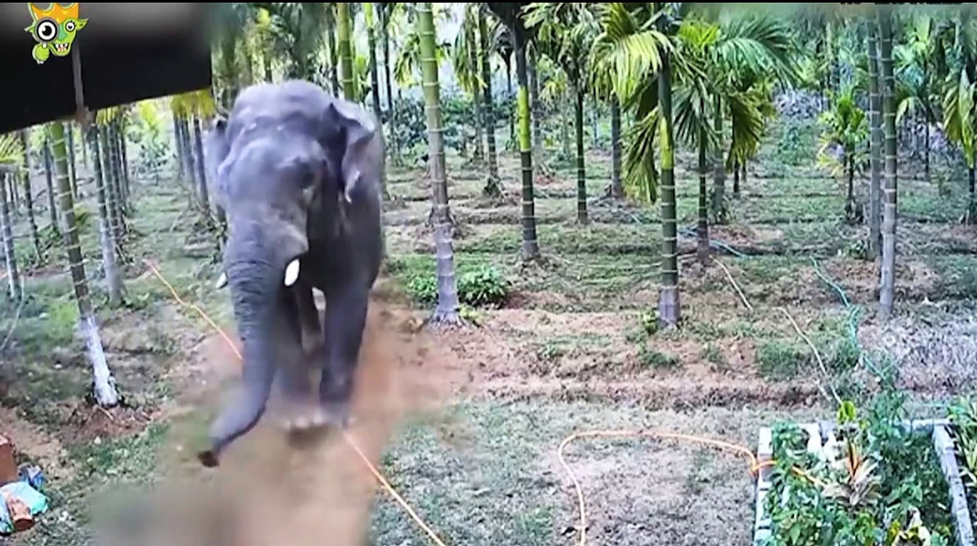 Funny videos entertainment videos mazahiya videos