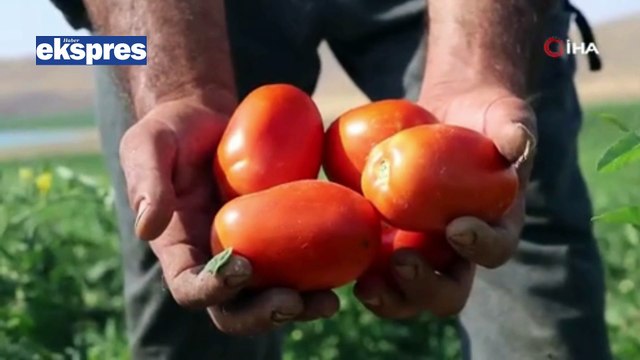 Domates üreticisi halka seslendi: Gelin tarladan 8 TL'ye alın!