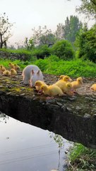 Cute Animal Video #dog #rabbit #duck #animal