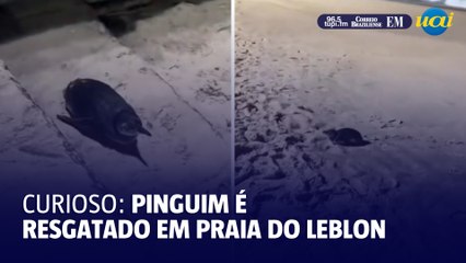 Pinguim ferido é resgatado no Rio de Janeiro
