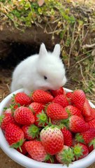 Cute Rabbit #cute #rabbit