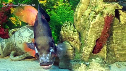 Unique Animal Colors - Tiger, Zebra, Giraffe, Chicken, Cow - Animal Moments