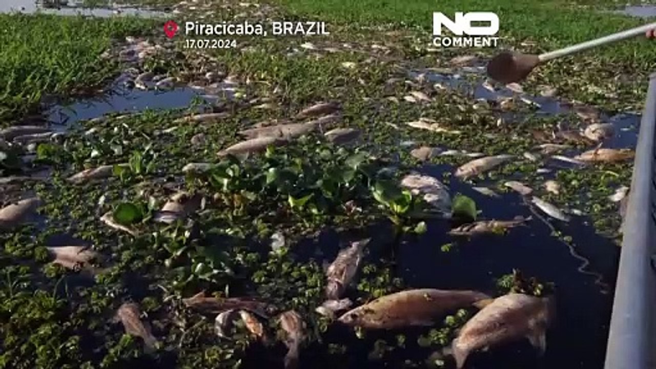 No Comment : des milliers de poissons morts sortis d'une rivière dans le sud du Brésil