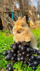 Cute Rabbit #cute #rabbit