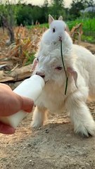 Cute Rabbit #cute #rabbit