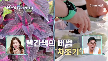 [#클립배송] ※레시피 공개※ 특급 여름 보양식 먹고 집 나간 사야 입맛 찾았어요↗↗