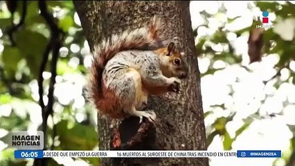 Las ardillas están afectado los árboles del bosque de Chapultepec